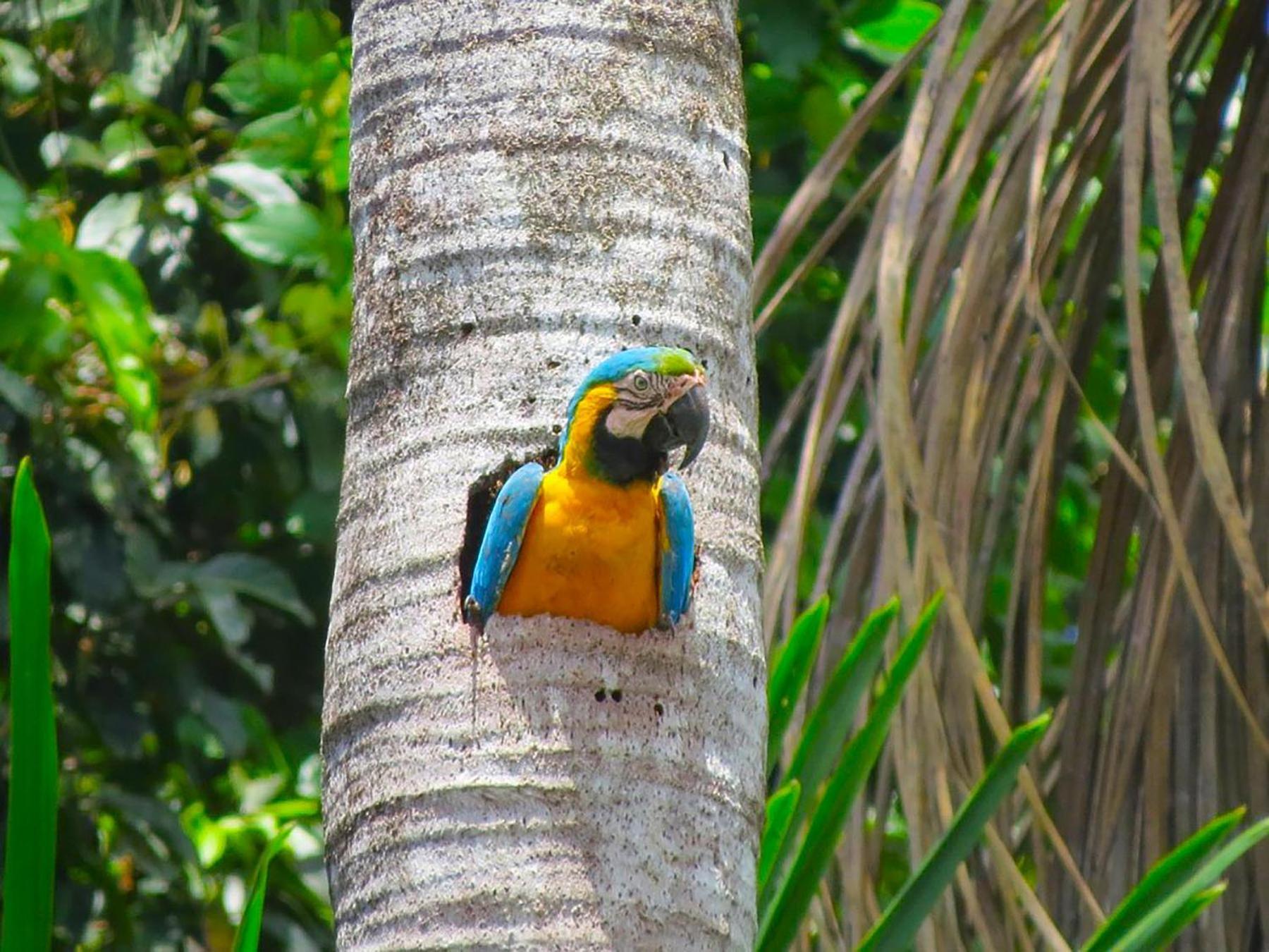 Tambopata Ecolodge Exterior photo